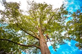 Best Leaf Removal  in Livingston, MT