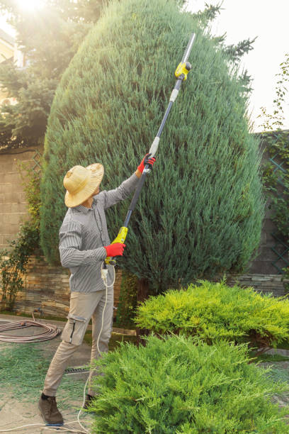 Livingston, MT Tree Removal Company